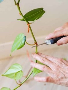 Philodendron Brasil Propagation, Propagating Philodendron, Philodendron Propagation, Philodendron Brazil, Heartleaf Philodendron, Propagation Tips, Philodendron Brasil, Indoor Vines, Greenhouse Construction