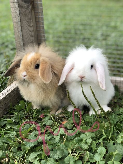 Mini Lop Rabbits For Sale | Hudson, WI Bunnies Pictures, Mini Lop Bunny, Mini Coelho, Aesthetic Rabbit, Bunnies For Sale, Rabbits Art, Rabbit Aesthetic, Pet Bunnies, Aesthetic Bunny