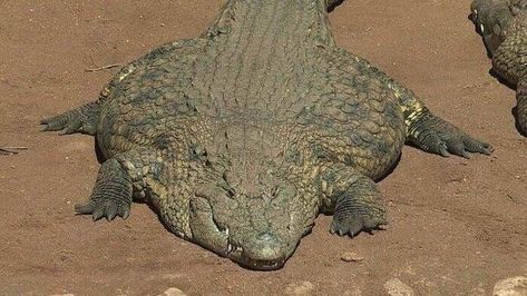 (1) Gators Daily 🐊 on Twitter: "ITS FLAT FUCKERS FRIDAY BAYBEEEE!!!!!! https://t.co/mlJpBlwYv4" / Twitter Fat Animals, Funny Friday Memes, Cute Reptiles, Crocodiles, Morning Humor, Silly Animals, Reptiles And Amphibians, Amphibians, Cat Love