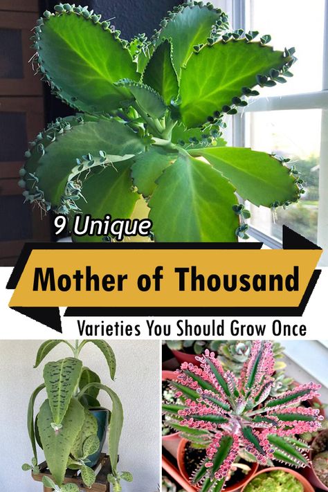 Are you in love with quirky succulents? Check out our exclusive list of the Best Mother of Thousands Variety! Mother Of A Thousand Plants, Mother Of Thousands Plant Care, Mother Of Millions Plant, Mother Of Thousands Plant, Mexican Hat Plant, Mother Of Thousands, Garden Hacks Diy, Houseplant Care, Succulent Landscaping