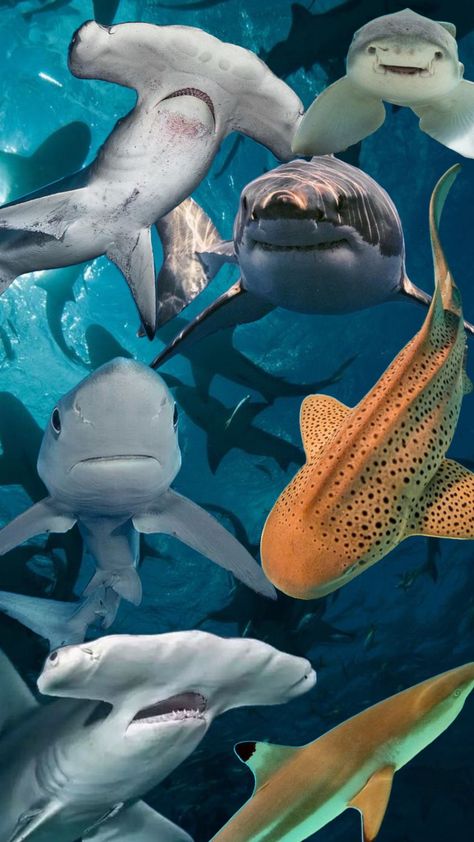 Shark Wallpaper, Marine Biology, Connect With People, Sea Animals, Create Collage, Sharks, Marine Life, Creative Play, Sea Creatures