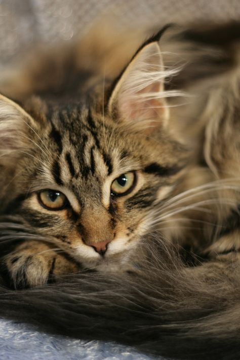 Best Cat Breeds, Domestic Cat Breeds, Gorgeous Cats, Forest Cat, Norwegian Forest Cat, Adorable Cats, Domestic Cat, Warrior Cats, Pretty Cats