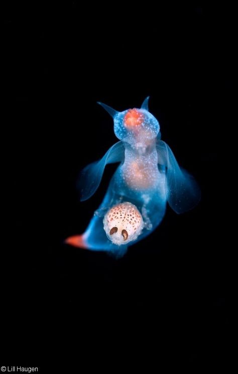 Clione limacina, also known as “Sea angels,” carrying large parasite, Oslo Fjord, Norway Sea Angel, Angel Sea Slug, Anemone Underwater, Translucent Sea Creatures, Anemone Sea Coral Reefs, Sea Anemone Clownfish, Sea Mammal, Life Under The Sea, Deep Sea Creatures