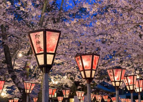 Japan On A Budget, Japan Cherry Blossom, Wisteria Tree, Cherry Blossom Japan, Sakura Bloom, Japan Vacation, Japan History, Cherry Blossom Season, Sakura Tree