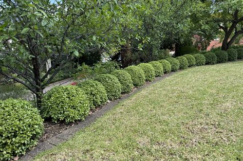 Pittosporum 'Golf Ball' PBR Pittosporum Golf Ball Gardens, Golf Ball Pittosporum, Pittosporum Hedge, Weeping Trees, Screen Plants, Topiary Plants, Herbs Indoors, Gardening Advice, Garden Accessories