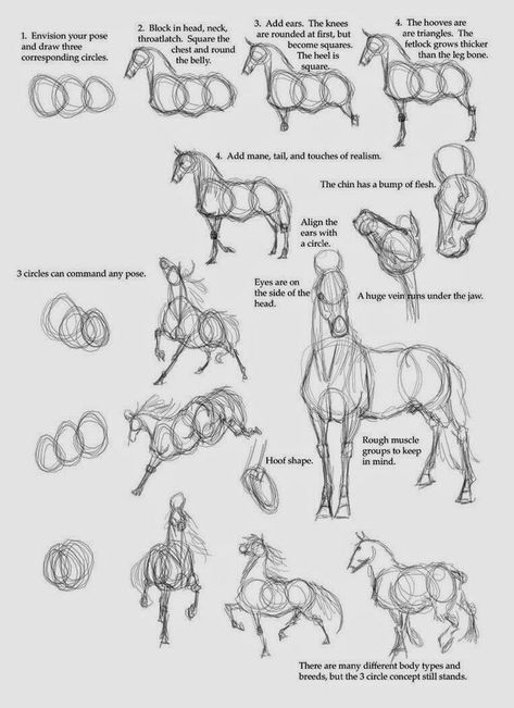 How To Draw Horses, Horse Sketch, Horse Anatomy, Drawing Lesson, Horse Drawing, Horse Drawings, Learn How To Draw, Drawing Lessons, Horse Art