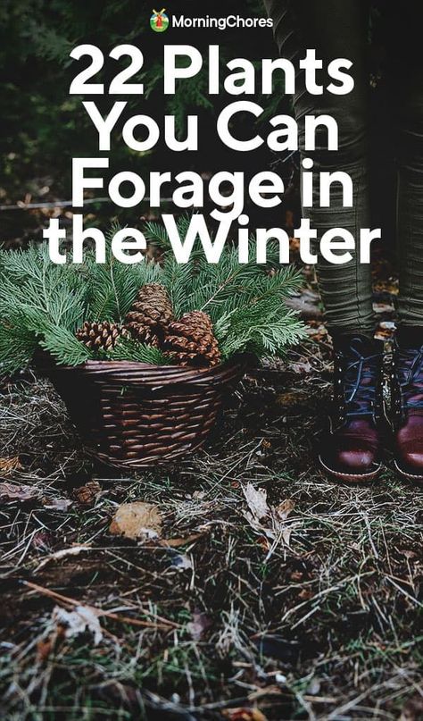 Foraging Supplies, Foraged Crafts, Winter Foraging, Fall Foraging, Medicinal Herbs Remedies, Wild Crafting, Urban Foraging, Medicinal Wild Plants, Edible Weeds