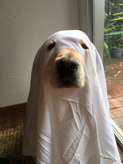 A Ghost Story (2017) dir. David Lowery Halloween Tumblr, A Dog, Ghost, Tumblr, Halloween