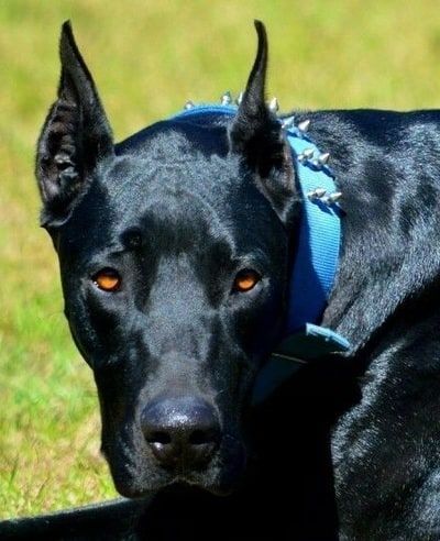 14 Great Dane Mixes: Gigantic Mixed Breeds To Melt Your Heart! Blue Doberman, Doberman Puppies For Sale, Doberman Mix, Hound Dog Breeds, Great Dane Mix, Doberman Love, Doberman Pinscher Dog, Doberman Puppy, Black Russian