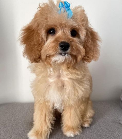 12 Cavapoo Haircuts That Are Too Cute Not To Try – HairstyleCamp Cavapoochon Grooming Styles, Cavapoo Puppy Haircut, Teddy Bear Cut Cavapoo, Cavapoo Haircut Styles, Cockapoo Grooming, Puppy Haircut, Cavapoo Dogs, King Spaniel, Dog Grooming Styles