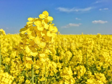 Crops Farm, Canola Flower, Farm Scenery, Canola Field, Plants Beautiful, Crop Image, Spring Nature, Work Dress, Flower Images