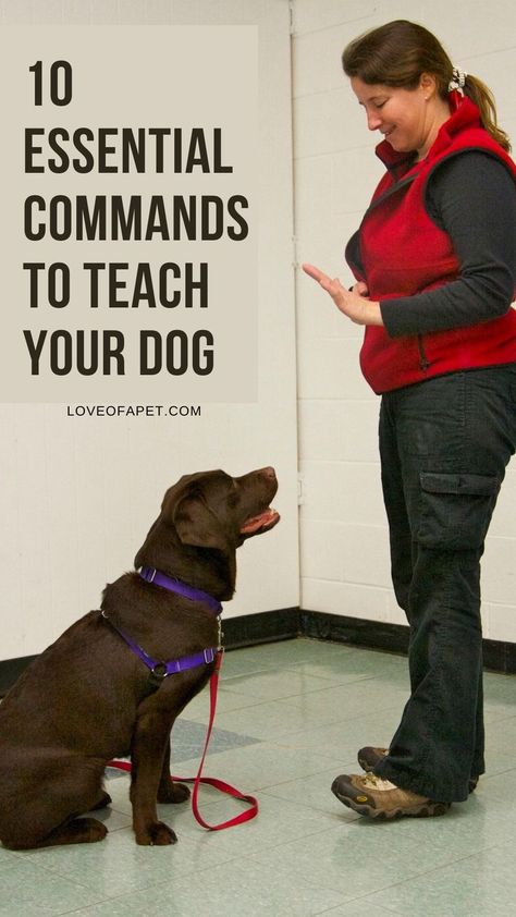 10 Essential Commands to Teach Your Dog Dog Commands List, Dog Training Commands List, Funny Talking Dog, Puppy Training Guide, Pampered Dogs, Training Puppy, Dog Behaviorist, Dog Commands, Shampoo Recipe