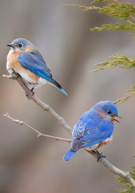 Wild Birds Photography, Spring Birds, Blue Birds, Nature Birds, Backyard Birds, Bird Pictures, Exotic Birds, Bird Drawings, Pretty Birds