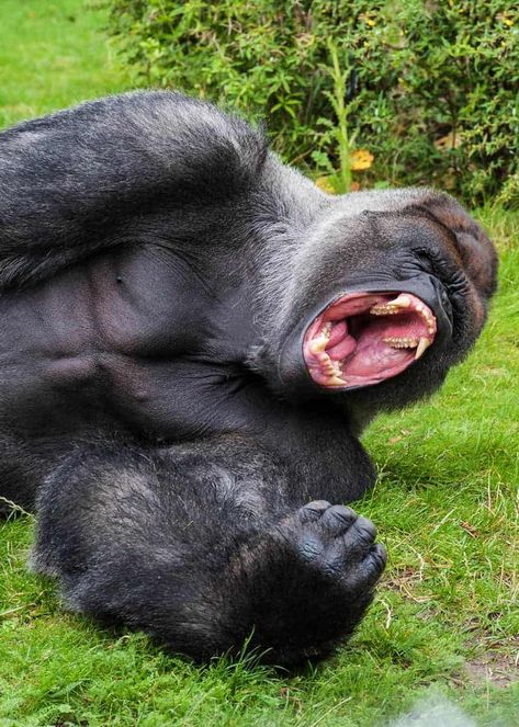 How Strong is a Gorilla? Silverback Strength vs Humans (Grizzly, Lion, Croc) Eastern Gorilla, Gorillas Art, Silverback Gorilla, Mountain Gorilla, Great Ape, Baboon, Wild Animal, Primates, Animal Wallpaper