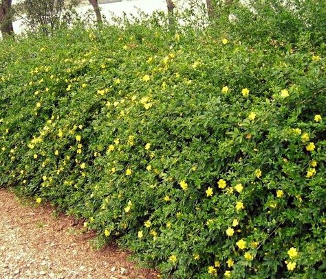 Showy Jasmine 4'-6' Tall 4'-6' Wide Semi-Evergreen Blooms in Spring/Summer Plant in Full Sun or Part Shade in Any Soil that Semi-Dry Medium to Fast Growth Rate www.greenpringLED.com Jasmine Bush, Yellow Jasmine, Suburban Homestead, Gardening Pictures, Summer Plant, Acre Homestead, Zone 7, Sun Water, Garden Shrubs