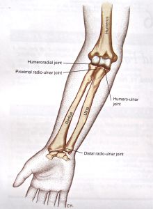 elbow-forearm complex.  Lots of pics and info Human Joints Anatomy, Arm Joints Anatomy, Joints Anatomy Notes, Elbow Anatomy, Forearm Anatomy, Forearm Bones, Wrist Anatomy, Elbow Drawing, Joints Anatomy