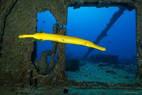 Trumpet Fish, Cool Fish, Marine Biology, Sea Level, Marine Life, Sea Creatures, Under The Sea, Fish, Yellow