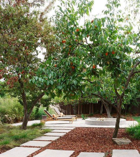 22 Tree Shade Landscaping Ideas for your Yards | Home Design Lover December Checklist, Hard Landscaping Ideas, Drought Garden, Gardening Checklist, Parents Retreat, Fruit Trees Backyard, Garden Orchard, Vege Garden, Persimmon Tree