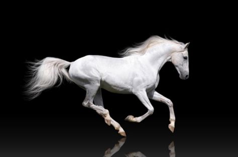 White Horse Photography, Horses Galloping, Horses In Snow, Horse Story, Stallion Horses, Horse Anatomy, Horse Galloping, Horse Inspiration, Mustang Horse