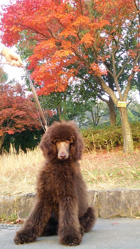 Brown Standard Poodle, Poodle Styles, Poodle Aesthetic, Standard Poodle Cuts, Poodle Haircuts, Chocolate Poodle, Goldendoodle Grooming, Irish Water Spaniel, Poodle Haircut