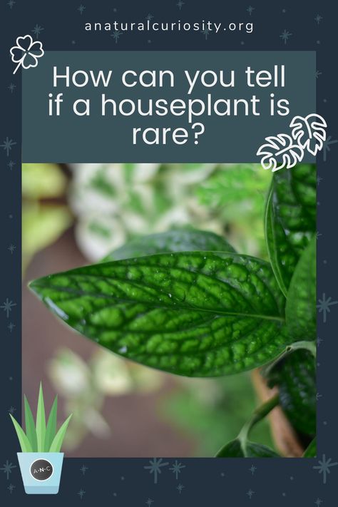 What is a rare houseplant? Does it matter whether the plant is labeled as rare? Find out in this week’s post. Rare Houseplants, Exotic House Plants, Weird Plants, Pilea Peperomioides, Natural Curiosities, Pink Plant, Variegated Plants, Tropical Climate, Unusual Plants