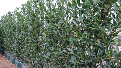 Laurus nobilis (Bay laurel) | Hedge from Twining Valley Nurs… | Flickr Bay Leaf Tree, Bay Laurel Tree, Ornamental Horticulture, Laurel Hedge, Bay Laurel, Laurel Tree, Laurus Nobilis, Garden Hedges, Backyard Plants