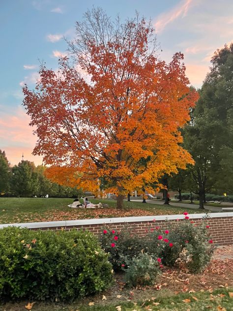 fall tree, no filter, nature, beautiful nature, fall vibes Nature Fall, Fall Wallpapers, Collage Pictures, Pretty Views, Fall Trees, Fall Tree, Fall Things, Spooky Szn, Autumn Tree