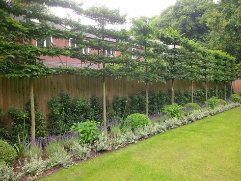 Practical Garden, Garden Hedges, Screen Plants, Privacy Landscaping, Garden Privacy, Back Garden Design, Garden Screening, Outdoor Gardens Design, Backyard Garden Design