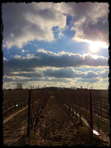 Mid-afternoon sun break on Old Mission Peninsula on a cold winter's day Mid Afternoon, Wine Print, Afternoon Sun, Winter Day, Cold Winter, Wine, Sun