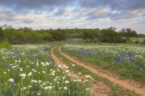 Texas Hill Country Decor, Texas Hill Country Landscape, Texas Landscape Art, Texas Countryside, Texas Hill Country Photography, Bluebonnets Texas, Texas Hill Country House Plans, Texas Bluebonnets Photography, Yellow Flowers Painting