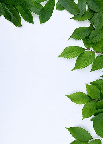 Green Plants Background, Nature Photography Green, Green Nature Photography, Tropical Leaf Wallpaper, Green Leaves Background, Green Leaves Wallpaper, Leaves Frame, Green Leaf Background, Mint Background