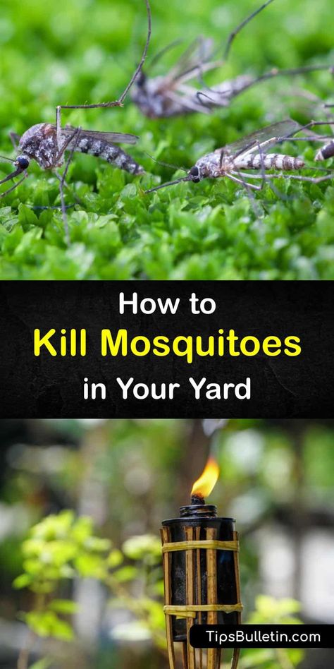 Discover the best ways of killing and repelling mosquitoes. Make a mosquito control yard spray with neem oil or soapy water, or create an easy DIY mosquito trap. Many essential oils that repel mosquitoes also soothe an itchy mosquito bite. #killing #mosquitoes #outdoors Mosquito Trap Diy, Mosquito Deterrent, Kill Mosquito Larvae, Mosquito Yard Spray, Irish Spring Soap, Diy Mosquito Repellent, Best Mosquito Repellent, Natural Mosquito Repellent, Mosquito Spray