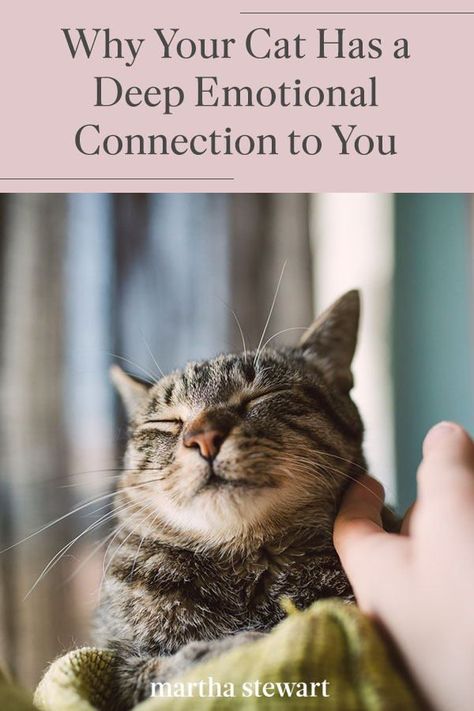 Your cat or kitten's emotional bond with you is much deeper and stronger than you think. According to a new scientific study, the results show that cats' emotional development is a lot more complex than we may have guessed. Cat parents rejoice! #marthastewart #lifestyle #petcare #pets #petfurniture Stronger Relationship, Cat Language, Cat Hacks, Cute Cat Drawing, Cat Mom Gifts, Cat Parenting, Cat Icon, Cat Behavior, Anime Cat