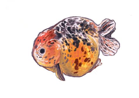 Goldfish Art, Cute Animal Drawings Kawaii, Art Folder, Chalk Art, Art Challenge, Art Pages, Sticker Pack, Creature Art, Art Reference Photos