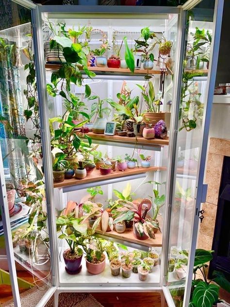 Glass Cabinet Greenhouse Diy, Glass Greenhouse Indoor, House Plant Cabinet, Ikea Milsbo Wide Greenhouse, Diy Ikea Plant Cabinet, Indoor Plant Greenhouse Cabinet, Ikea Cabinet Plants, Ikea Green House Cabinet, Curio Cabinet Greenhouse Diy