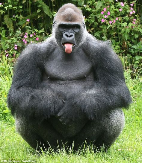 Kiondo, a 30-stone gorilla, showed of his cheeky side when he poked his tongue out at a vi... Animals