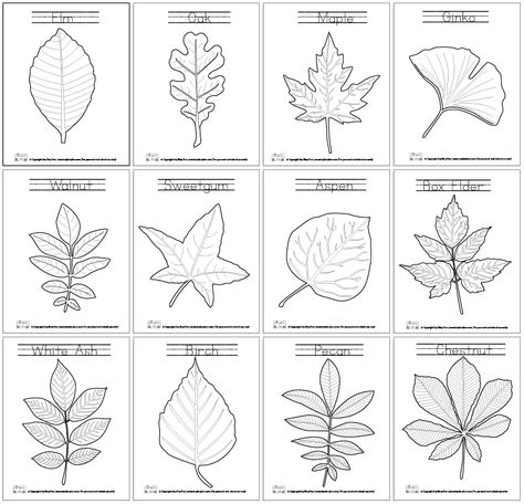 Lets learn about the leaves with the leaf coloring pages! Leaf Worksheet, Leaf Pictures, Leaves Coloring, Types Of Leaves, Décoration Baby Shower, Leaf Identification, Printable Leaves, Leaf Coloring Page, Tree Study