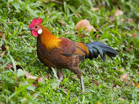 Jungle Fowl 001_24062012 | Jungle Fowl or Wild Chicken? Foun… | Flickr Jungle Fowl, Wild Chicken, Birds, Chicken, Quick Saves