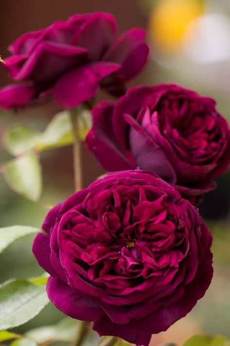 Old English Roses, Cottage Garden Roses, Food Plot, Rose Plant, David Austin Roses, Planting Roses, David Austin, Cabbage Roses, English Rose