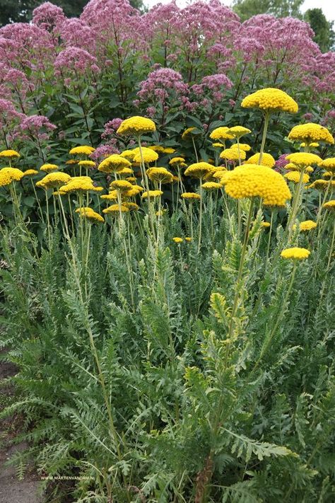 Achillea Filipendulina, Wild Flower Meadow, California Modern, Flower Meadow, Wild Flower, Plant Design, Grasses, Inspirational Women, Garden Inspiration