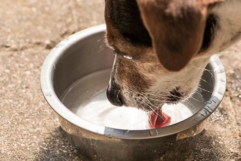 Dog Coughs After Drinking Water — What's Going On Dog Cough, Dog Coughing, Dog Health Care, Vicks Vaporub, Water Bowl, Small Dog Breeds, Dog Health, What’s Going On, Pet Health