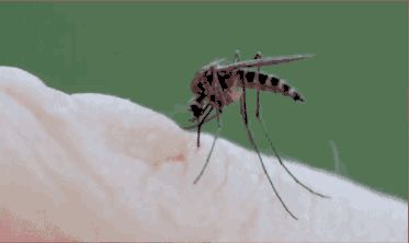 Mosquito's prehensile proboscis Reaction Meme, Gif Pictures, Meme Pictures, New Memes, Daily Dose, Funny Gif, Funny Memes, Gif, Wonder