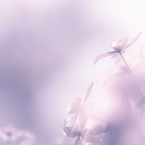 Purple Flowers Aesthetic, Photoshop Tutorial Text, Aesthetic Layout, Purple Clematis, Wattpad Background, Twitter Backgrounds, Purple Soft, Lavender Aesthetic, Overlays Picsart