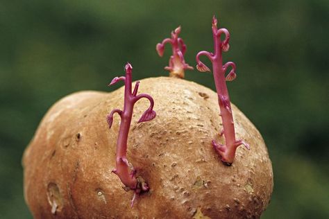 Natural and Artificial Methods of Propagating Plants: Tubers Potato Sprouting, Asexual Reproduction In Plants, Types Of Asexual Reproduction, Planting Seed Potatoes, Propagation Plants, Asexual Reproduction, Green Onions Growing, Ginger Plant, Sprouting Seeds