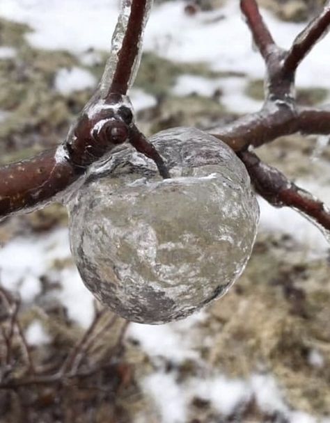 GHOST APPLES 👻🍏🍎 ⁣ Yes, a REAL thing! ⁣Freezing rain falling on any apples that hadn’t been picked yet, receiving a coating of ice. Some of the apples insides turn to mush because apples having a lower freezing point than water. ⁣ ⁣ That allowed the mush and then the skin to fall to the ground, leaving behind these amazing “ghost apples.” ⁣ Ghost Apples, Apple Falling From Tree, Snow Glass Apples, Falling Through Ice, Harvest Witch, Poem Inspiration, Flowers In Ice Sculpture, Magical Food, Freezing Point