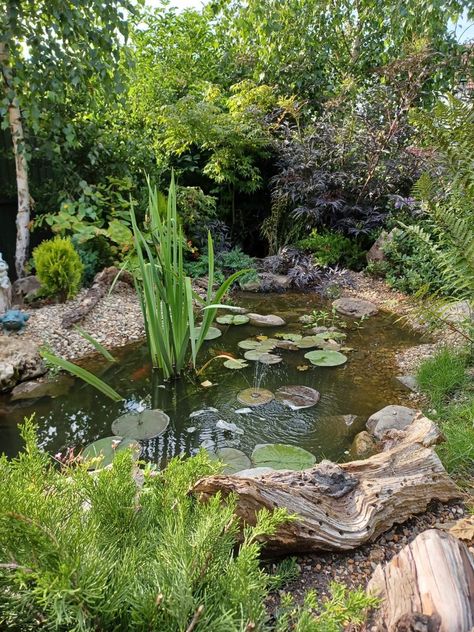 Raised Pond Ideas, Wildlife Pond, Fish Pond Gardens, Natural Swimming Ponds, Garden Pond Design, Small Pond, Pond Water Features, Natural Pond, Pond Landscaping