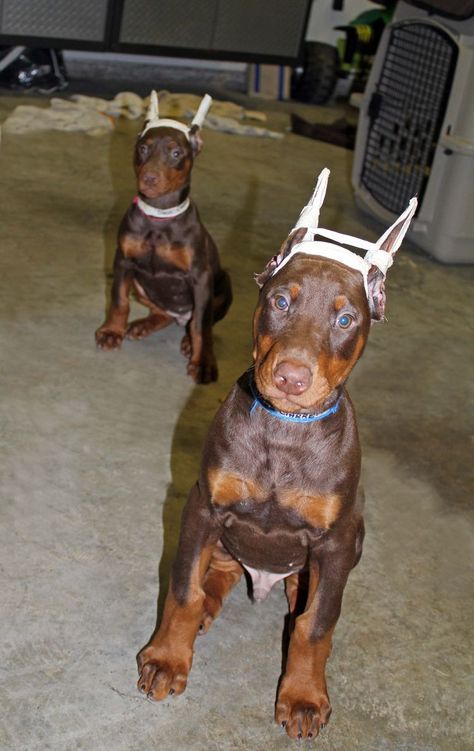 Red Doberman Puppy, Red Doberman, Doberman Puppies, Doberman Puppy, Doberman Pinscher, Doberman, Dog Photos, Ear Tattoo, Goats