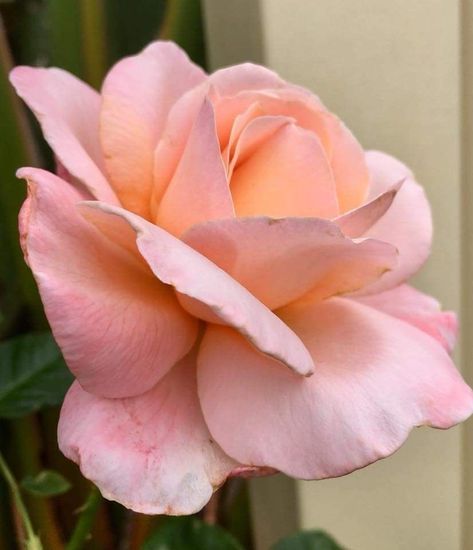 Rose Side View, Rose Reference, Peach Rose, Des Roses, Rose Photos, Peach Roses, Beautiful Rose Flowers, Beauty Standards, Beautiful Flowers Pictures