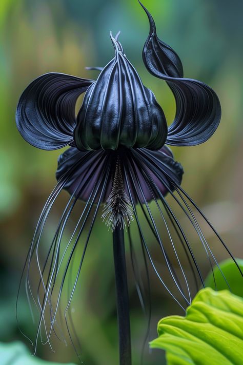 The Bat Flower is an intriguing and mysterious plant, featuring dark, almost black petals with long, whisker-like filaments. Native to Southeast Asia, this flower's unique appearance makes it a true conversation starter in any garden.  Light: Bright, indirect light. Water: Keep soil moist but not soggy. Soil: Well-draining, organic-rich soil. Temperature: 60-80°F (15-27°C). Humidity: High humidity is crucial. Fertilizer: Use a balanced fertilizer every month during the growing season.Perfect for adding an exotic touch to shaded garden areas.  #uniqueplants #gardenstyle #botanicalwonders #floweringbeauty Black Bat Flower, Creepy Plants, Shaded Garden, Bat Flower, Garden Areas, Goth Garden, Plant Projects, Garden Light, Unusual Plants