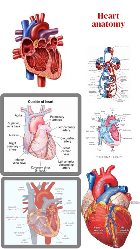 Ideas to study the anatomy of the heart Anatomy Of The Heart, Human Heart Anatomy, Heart Anatomy, Human Anatomy And Physiology, Human Heart, Cardiology, Anatomy And Physiology, Human Anatomy, To Study